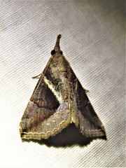 Hypena subidalis