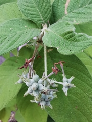 Arachnothryx leucophylla