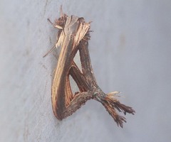 Tarsolepis remicauda