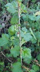 Ribes divaricatum var. pubiflorum