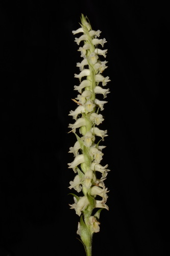 Marsh lady's tresses (Spiranthes odorata)