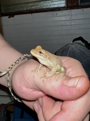 Osteopilus septentrionalis