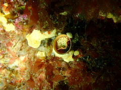Thylacodes zelandicus