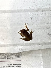 Osteopilus septentrionalis