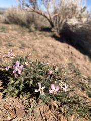 Phlox stansburyi
