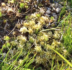 Sphagnum cristatum