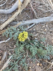 Lomatium austiniae