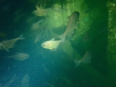 Pempheris adspersa