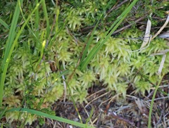 Sphagnum cristatum