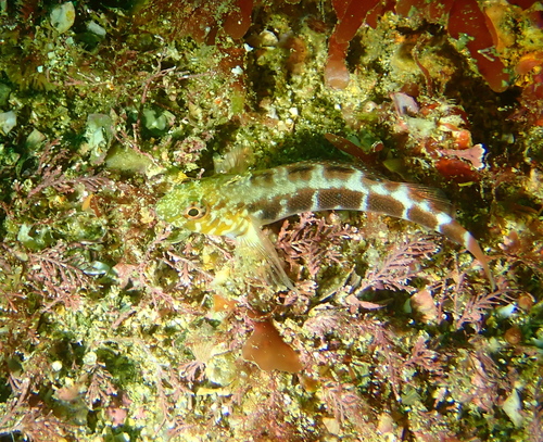 Banded triplefin (Forsterygion malcolmi) — Tripterygiidae — 2