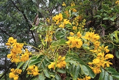 Senna viarum