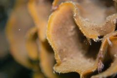 Steginoporella chartacea