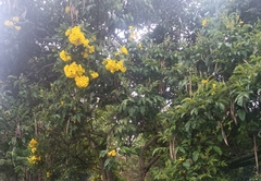 Senna viarum