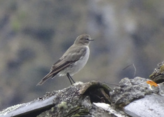 Muscisaxicola alpinus