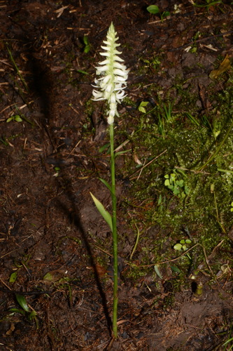 Image of Spiranthes odorata by (c) Brian Finzel, some rights reserved (CC BY-SA)