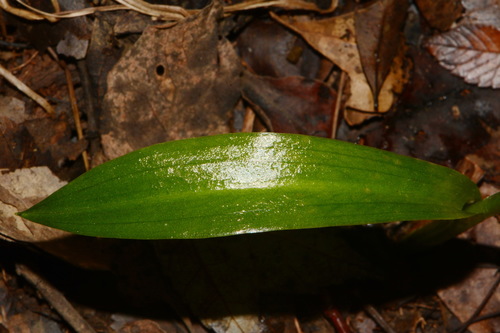 Image of Spiranthes odorata by (c) Brian Finzel, some rights reserved (CC BY-SA)