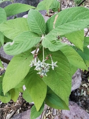 Arachnothryx leucophylla