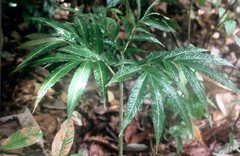 Amorphophallus pendulus