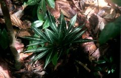 Amorphophallus pendulus