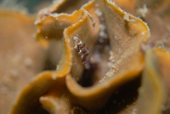 Steginoporella chartacea