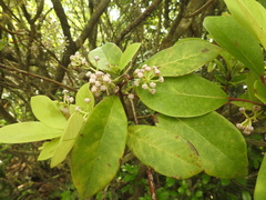 Daphniphyllum calycinum