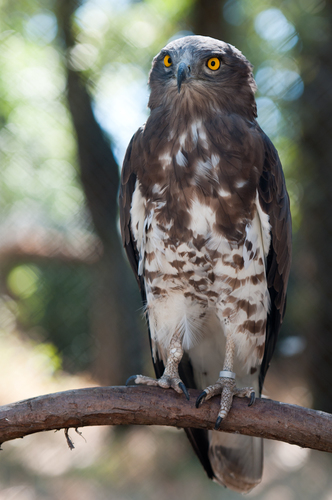 Short-toed Snake-Eagle