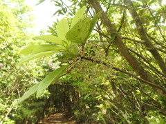 Daphniphyllum calycinum