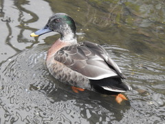 Anas platyrhynchos × zonorhyncha