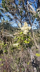 Holodiscus discolor discolor