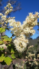 Holodiscus discolor discolor