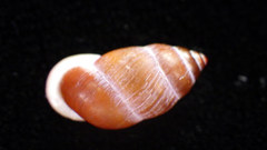 Pupinella rufa