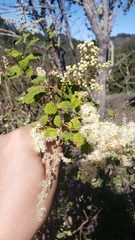 Holodiscus discolor discolor