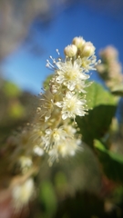 Holodiscus discolor discolor