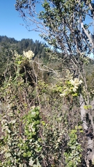 Holodiscus discolor discolor