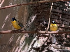 Pterorhinus courtoisi