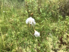 Eriophorum gracile