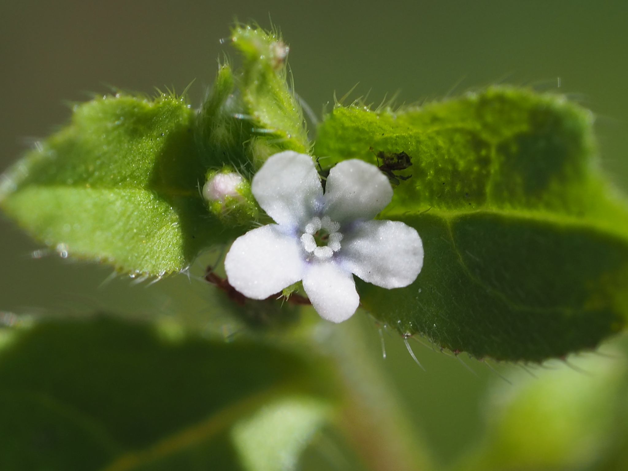Bothriospermum