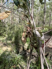 Ordgarius magnificus