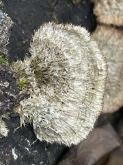 Trichaptum byssogenum