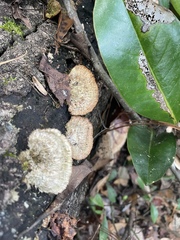 Trichaptum byssogenum