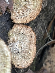 Trichaptum byssogenum