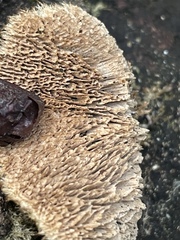 Trichaptum byssogenum