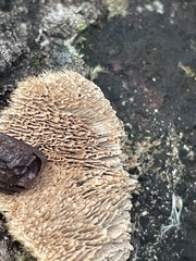 Trichaptum byssogenum