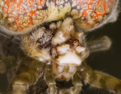 Ordgarius magnificus