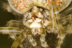 Ordgarius magnificus