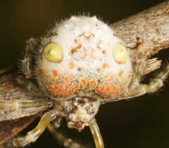 Ordgarius magnificus