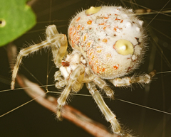 Ordgarius magnificus