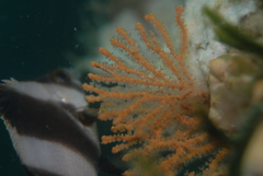 Melithaea zimmeri