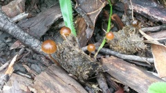 Agaricineae
