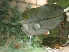 Paracraspis guadaloupensis